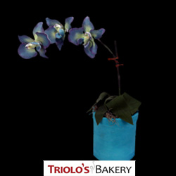 Blue Orchid Cake >Floral Arrangement Series > Triolo's Bakery Bedford, NH, USA
